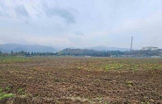 Sosyal hizmet tarlasında bu kez yem bitkisi yetişecek