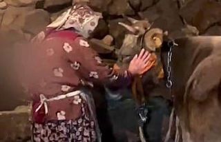 Umreye gitmek için ineğiyle vedalaşan Erzurumlu...