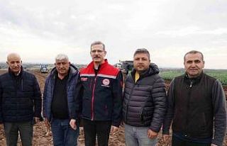 Adana’da turfanda patates toprakla buluştu