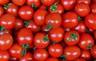 Ankaralılar 2023 yılında en çok domates ve karpuz...