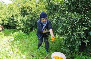 Bodrum mandalini zincir marketlerde