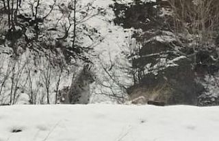 Tunceli’de kırmızı listedeki vaşak görüntülendi