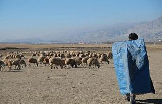 Zemheri ayında güneşli hava, küçükbaş hayvanları...