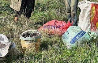 Zeytin hırsızı yakalandı