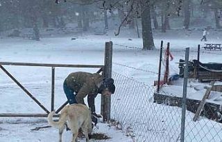 Zorlu kış şartlarında sokak hayvanlarına destek