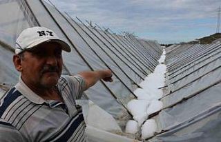 Alanya’da dolu yağışında seraları zarar gören...