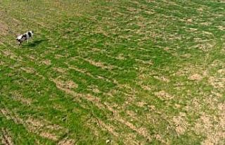 Arazisine gelen ineği dronla kovalamıştı: "İki...