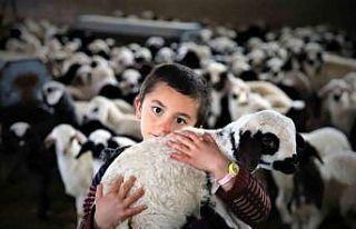 Bayburt’ta yeni doğan kuzularla birlikte besicilerde...