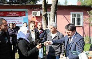 Beşiri’de çiftçilere ücretsiz 12 bin adet badem...