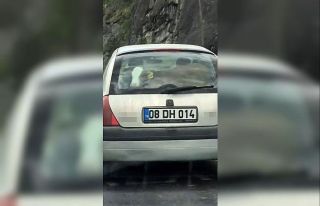 Buzağıyı otomobilin arka koltuğunda taşıdı