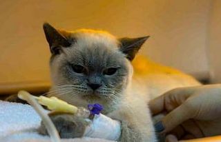 Diyarbakır Hayvan Hastanesi’nde ’soğuk algınlığı’...