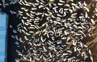 Elazığ’da koyun ve kuzuların coşkulu buluşması