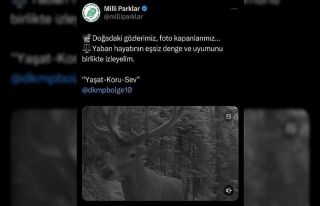 Fotokapanlara yansıyan yaban hayvanlarının eşsiz...