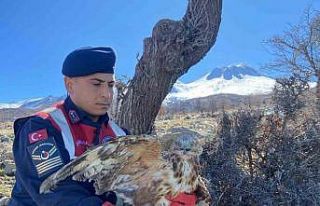 Jandarmanın yaralı bulduğu kızıl şahin tedavi...