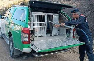 Karaman’da çukura düşen tilki kurtarıldı