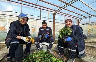 Karesi Belediyesi kendi çiçeklerini üretiyor