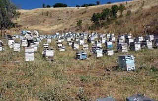Nakliye giderleri gezgin arıcıları olumsuz etkiledi