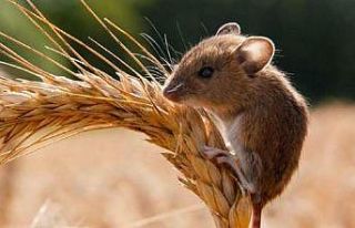 Nazilli’de tarla faresi popülasyonu arttı