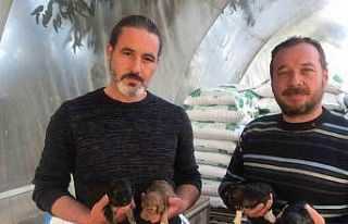 On gün önce doğum yapan köpeği ezip olay yerinden...