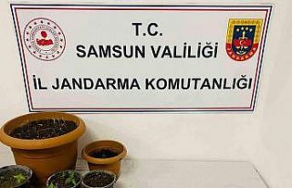Samsun’da 40 kök kenevir, 25 gram esrar ele geçirildi