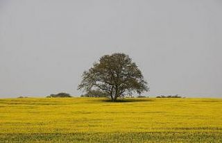 Samsun’da tarım ve hayvancılık projeleri hayata...