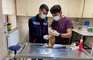 Sincan’da sokak hayvanları güvende