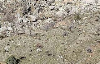 Sincik’te dağ keçileri sürü halinde görüldü