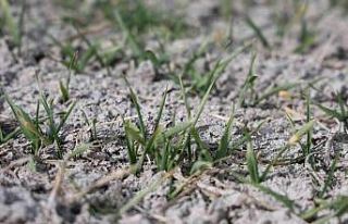 Tahıl ambarı Konya Ovası’nda yağışlar rekolte...