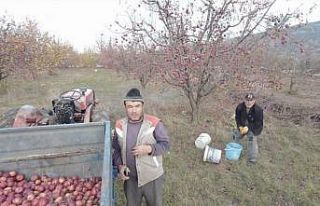 Tarlada çalışan babaya ’dron’ şakası gülme...