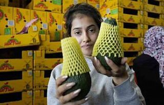 Türk avokadosu Rusya pazarında kilogramı 5 dolardan...