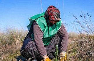 Yeşil deniz kaplumbağalarının yuvası çöl olmayacak