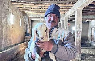 Yüksekova’da ithal çoban dönemi