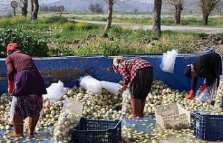 Adana’da yetişen turp, pırasa ve ıspanaklar deprem...