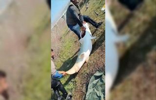 Adıyaman’da 70 kilogram ağırlığında turna...