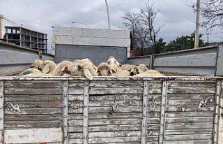 Ankara’da küçükbaş hayvan yüklü kamyon devrildi:...