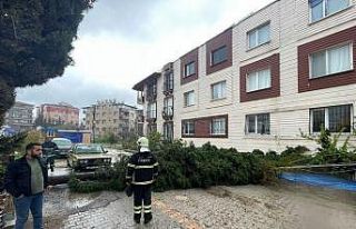 Antakya’da kuvvetli fırtına ağacı yola devirdi