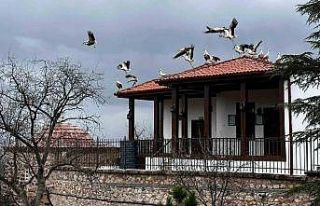 Baharın gelişiyle göç eden leylekler Şeyh Edebali...