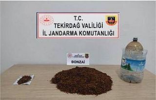 Bonzai, esrar ve tabancalar ele geçirildi