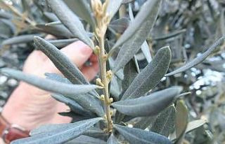 Burhaniye’de son yağışlar zeytincileri sevindirdi