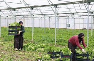 Erzincan’da seralarda marul hasadı sürüyor