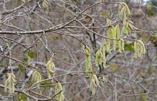 Fındıkta zirai don ile mücadele uyarısı