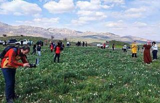 Gegrer’deki doğal nergis tarlasına ziyaretçi...