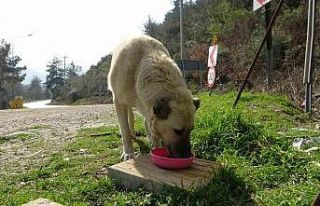 Geri dönüşüm atıkları sokak hayvanlarına mama...