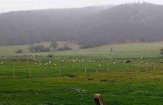 Göç eden leylekler Bilecik’te mola verdi