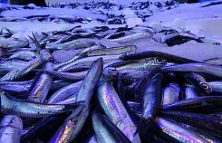 Hamsi ihracatında sona doğru