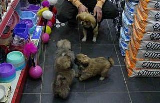 Kaçırılıp 500 TL’ye satıldı, yavrularına...