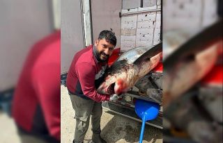 Karataş açıklarında 200 kiloluk köpek balığı...