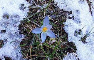Karların arasında bahar müjdecileri çiçek açtı