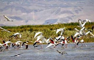 Kuş cenneti havadan görüntülendi, kendine hayran...