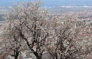 Kütahya’da badem ağaçlarının çiçek açması...